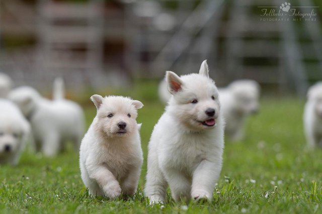 Fotoshooting A-Wurf